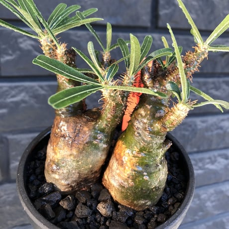 pachypodium gracilius《大きめS size》希少green肌&W-he'd株※現地球発根後店主国内管理3年株※極グリーン肌wild良樹形※mad black bowl pot植え