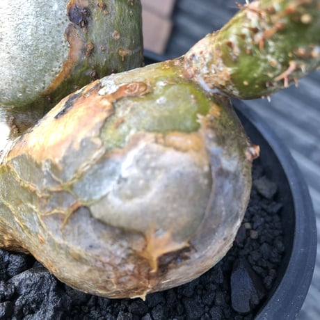 pachypodium gracilius《小さめL size》希少‼︎極green＆現地焼け&w-he'd株※現地球株発根済※渾身の一株※black bowl pot植え