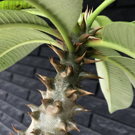 pachypodium  baronii《L size》※激希少‼︎現地球発根後店主国内管理6年株※荒い太いstudsみたく大きな葉&太幹がwildな一株※mad black pot植え