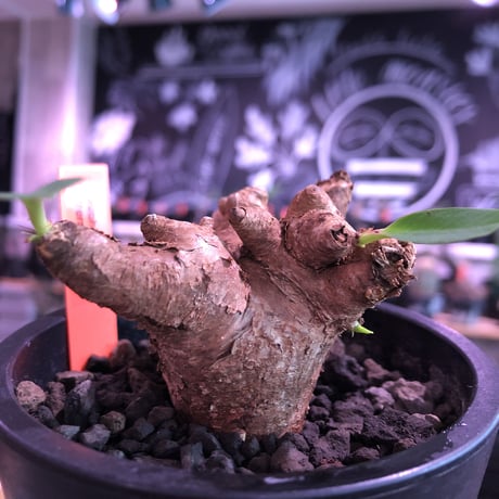 euphorbia  itremensis 《M size》※現地球発根済株※店主国内管理3年株※ボコボコと変形しながら枝作りをする装いの変化をも楽しめる一株‼︎※mad black pot植え