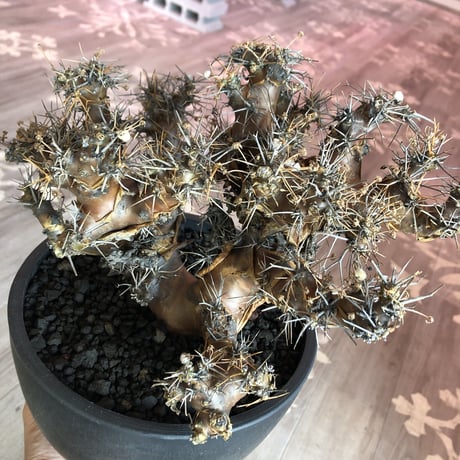 othonna  euphorbioides（L L  size）※店主5年管理株‼︎ 躍動感半端なき株‼︎　※mad black bowl pot植え