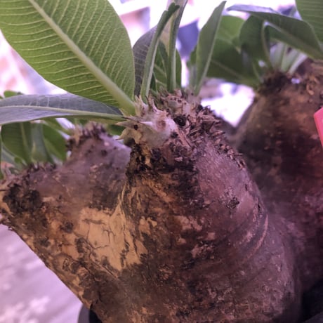 packypodium   roslatum var. eburneum（L size）※発根済み株‼︎ wildでblackな荒々しい装い‼︎※店主管理5年株‼︎※mad black pot植え