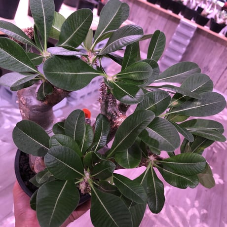 packypodium   enigmaticum《L size》※発根済み株‼︎ ※mad  black  pot植え ※エニグマらしい 肌‼︎質感‼︎  silver &gold肌