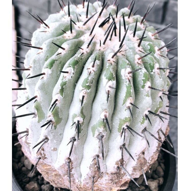 copiapoa cinerea 黒王丸《大きめL size》激希少※現地球発根後 copiapoa cinerea 黒王丸《大きめL size》激希少※現地球発根後