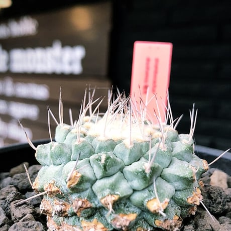 菊水 実生 7コ strombocactus菊水 | STORES