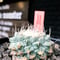 strombocactus 白棘菊水《大きめM size》※希少‼︎現地球カキ仔自根株※実生でもなくカキ仔株の為、良きDNAを受け継ぐ菊水※mad black bowl pot植え