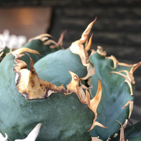 agave titanota  白鯨強棘陽炎bowl type《L size》※現地球株発根済※ウネウネ最高の鋸歯に幅広肉厚ボウルタイプ※black bowl pot植え
