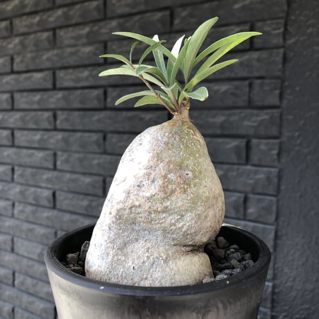 raphionacme zeyheri《L size》希少種※現地球発根済株※店主国内管理7年株※希少性も極めて高く、ねじれぼってり樹形に白肌が美しい存在感抜群な一株※mad black pot植え