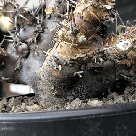 othonna  euphorbioides《L size》※現地球発根後店主国内管理4年株※weight低く低重心且つ枝振りも良き良樹形※mad black pot植え