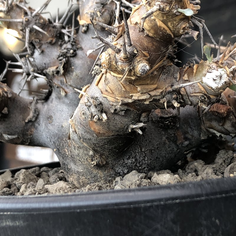 othonna euphorbioides《L size》※現地球発根後店主国内管理4年