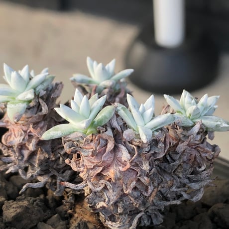 dudleya greenei《L size》希少種‼︎※現地球株発根済※流通少なき古株のため味深くそれでいてコントラストがとびきり美しい一株※black bowl pot植え