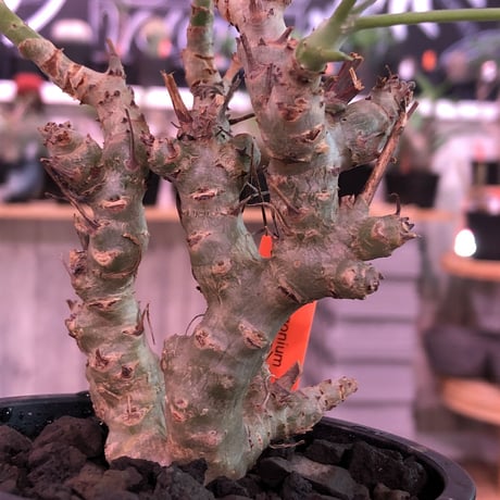 pelargonium   crithmifolium《S size》※塊根部分から芽吹き年々樹形がボコボコと変化していく楽しみな冬型‼︎ ※mad black pot植え