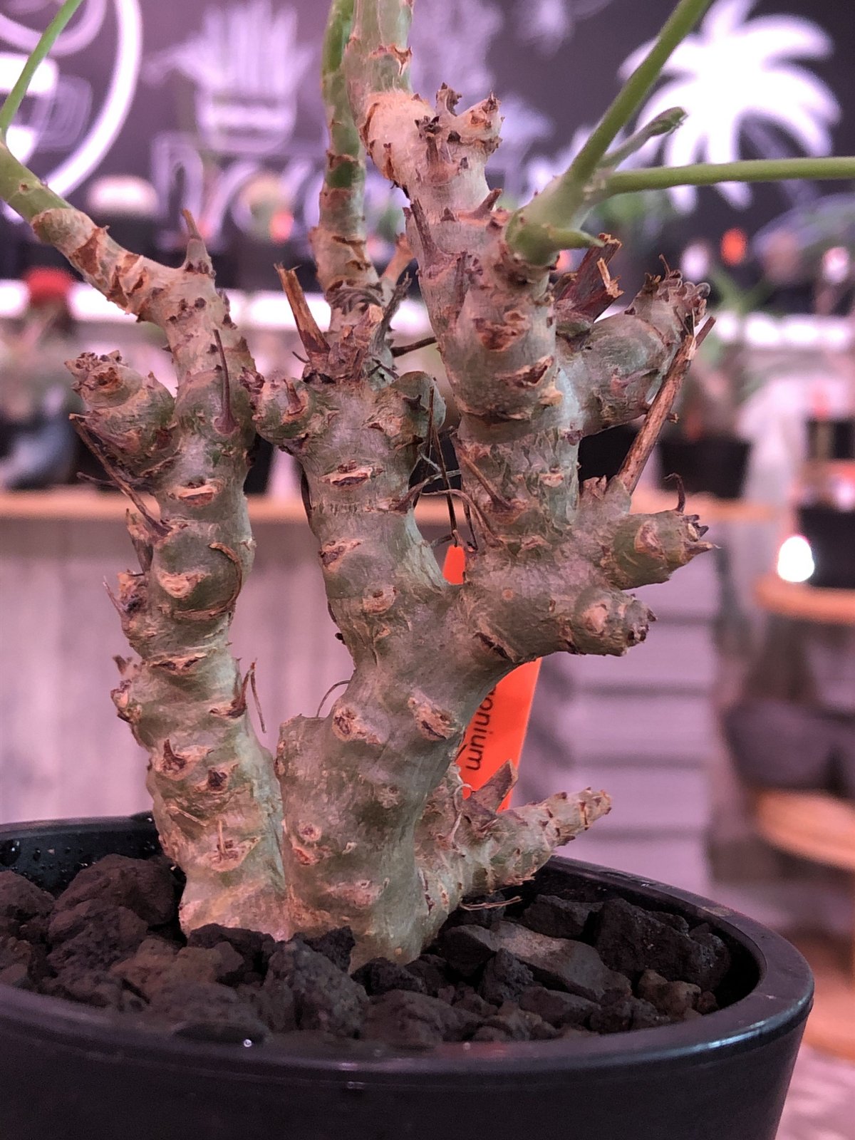 塊根植物・コーデックス Pelargonium crithmifolium Pelargonium crithmifolium 【発根済み】 〈幹幅3.6cm〉 |