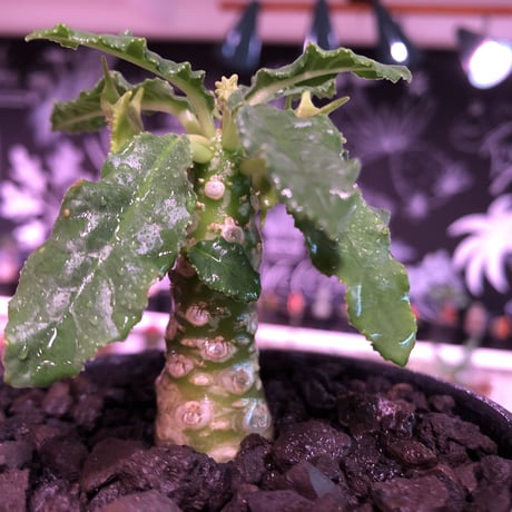 dorstenia   lavrani《M size》※幹幅太く、丈は短いぼってり樹形な希少ラブラニー‼︎※mad  black  bowl pot植え