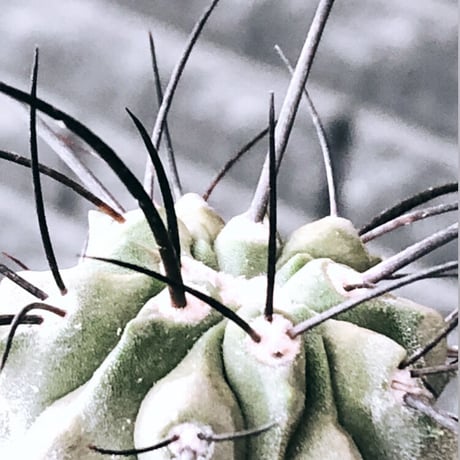 copiapoa cinerea ver.dealbata《M size》※現地球発根後店主国内管理7年株※上質黒士冠‼︎長い黒棘に現地球株が故のwild肌質が堪らない※mad black pot植え
