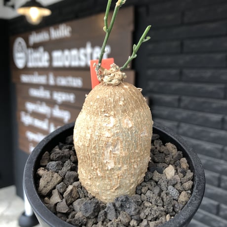 kedrostis africana《小さめM size》※現地球発根後店主国内管理2年株※美肌&ギザギザ葉が魅力でかわいいアフリカーナ‼︎※mad black pot植え
