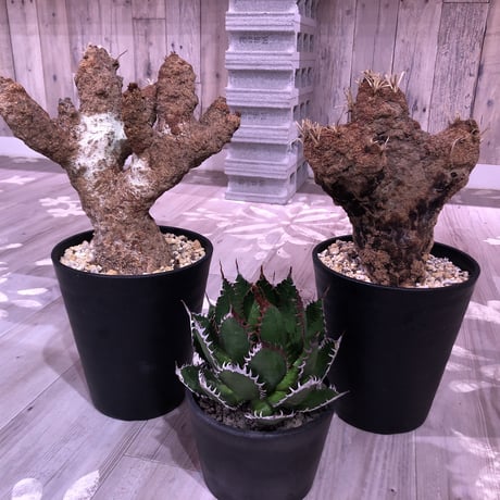 xerophyta   trichophylla《L L size》