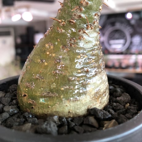 pachypodium gracilius《大きめS size》希少‼︎green肌※現地球発根済株※店主国内管理2年株※株元ぼってりな美肌＆良樹形グラキ※mad black pot植え