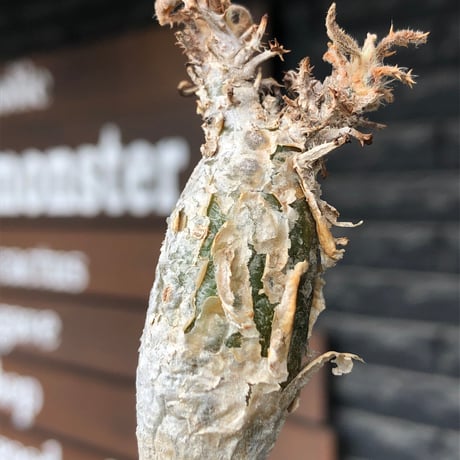 sesamothamnus rivae《大きめS size》※現地球株発根済※小振り現地球株は逆に珍しく白く美しくも味深き表皮のメクれが堪らない一株※black pot植え