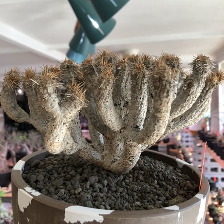 euphorbia guillauminiana《L size》極白肌株※現地球発根後店主国内管理6年株※堪らなく白蛇かの如く美しいギラウミ※mad brown marble bowl pot植え