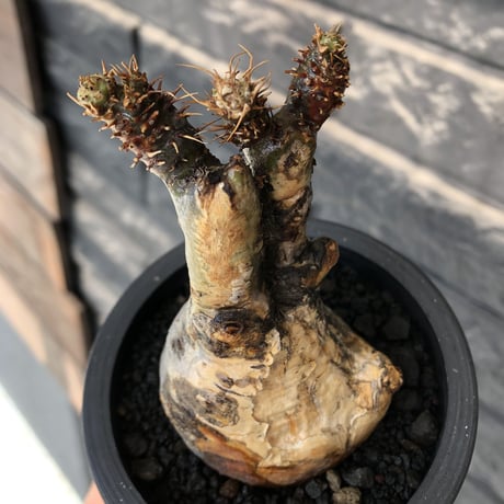 pachypodium gracilius《大きめS size》極‼︎現地焼け肌※現地球発根後店主国内管理3年株※激しすぎる荒々しい現地焼け肌がとびきり魅力※mad black pot植え