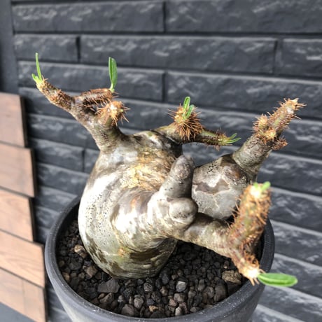 pachypodium gracilius《L size》※現地球発根後店主国内管理4年株※ぼってり偏平樹形にガクガク枝振りが堪らない一株‼︎※mad black bowl pot植え