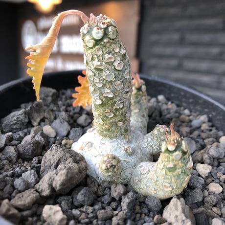 希少‼︎dorstenia  horwoodii《大きめM size》※現地球株発根済※極白肌&weight低きぼってり株元に良枝振りが堪らない※black bowl pot植え