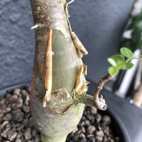 bursera  fagaroides《M size》※現地球発根済※店主管理3年株※成熟しメクれ上がった株元はパキポみたくぼってりしウェイト低い最高balance株※mad black pot植
