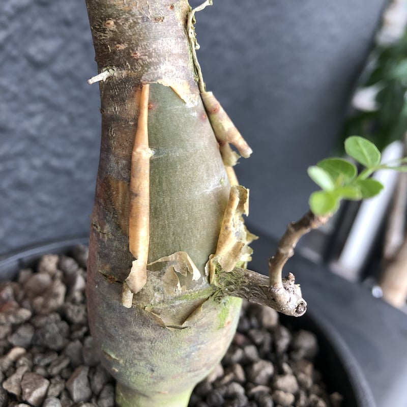bursera fagaroides《M size》※現地球発根済※店主管理3年株※成熟しメ