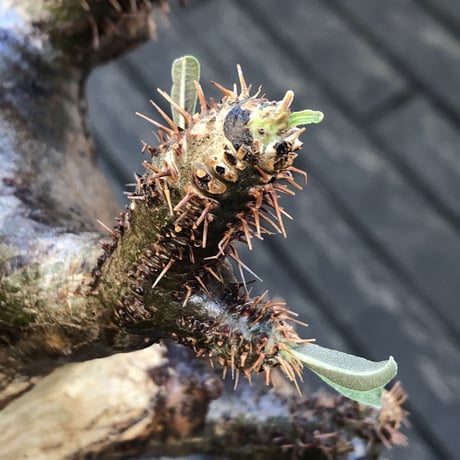 pachypodium gracilius《 L size》偏平&極ぼってり樹形に現地焼け肌※現地球発根後店主国内管理2年株※bigで最高にweight低き装い※mad black pot植え