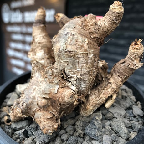 euphorbia itremensis《M size》※現地球株発根済③※極めて良き枝振りを持つ樹形バランスも出来すぎなイトレ※black pot植え