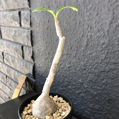 packypodium    windsorii《S  size》