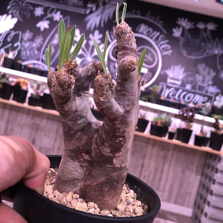 packypodium  inopinatum《M  size》※現地球  発根済み株