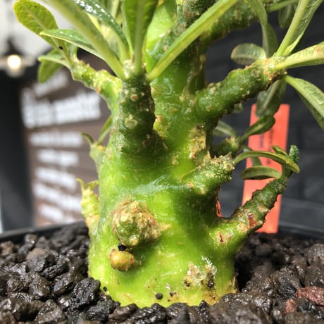 希少‼︎dorstenia gigas《小さめL  size》littmon  seed🌱9年株※極太ぼってり株元に良枝振りなリトモン渾身の一株※mad black pot植え