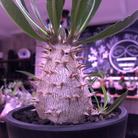 packypodium  horombense  littmon seed🌱《L size》※たっぷり水飲み年月をかけ作り込んだ特大リトモン実生ホロン‼︎※オススメ株※mad black pot植え