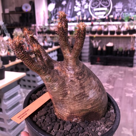 packypodium  gracilius《大きめM  size》※現地球発根済※渋い現地焼けとぼってり樹形のトトログラキ‼︎短枝枝数多く良きbalance株‼︎※mad black pot植え