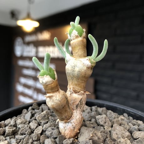 monilaria  pisiformis《大きめS size》※現地球発根後店主国内管理3年株※モニラリア属（激希少最上位種）冬型caudex※mad black bowl pot植え