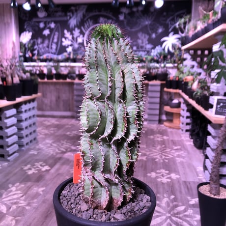 euphorbia    horrida《L  size》※現地球発根済株‼︎※大変立派なホリダ‼︎子吹き易いので成長が楽しみなカッコイイ一株‼︎※mad black pot植え