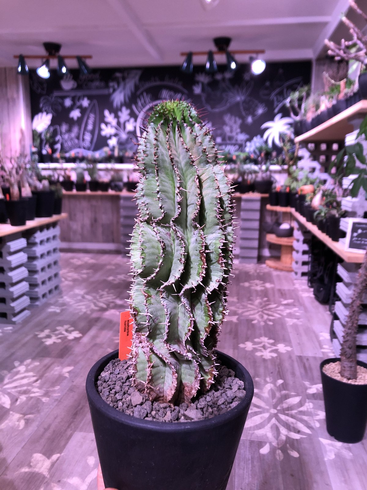 現地球 発根済 ユーフォルビアホリダ 木質化 子株付き usagi鉢付き