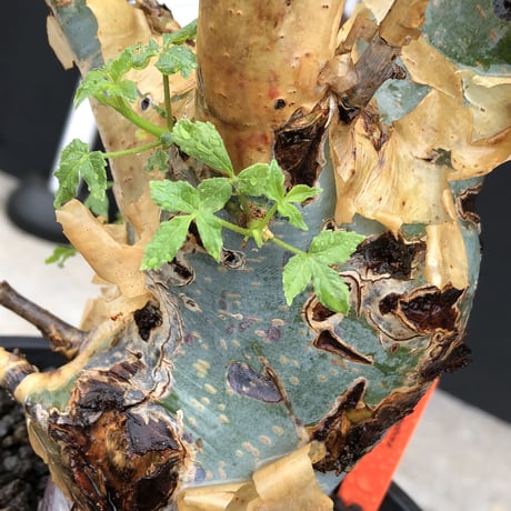 commiphora  holtziana《LL size》驚愕‼︎極太株※現地球発根後店主国内管理3年株※灌木が故の渋さ佇まいが堪らない渾身の極太wild株※mad black bowl pot植え