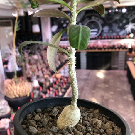 euphorbia waringiae《M size》※現地球株発根済※ぽっこりと丸みある塊根にギザギザ葉が相まって堪らなくかわいい一株※black bowl pot植え