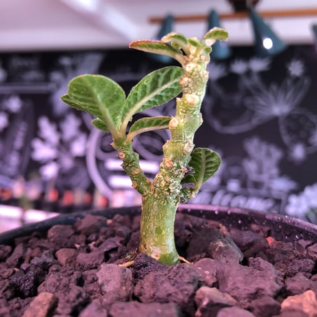 希少 dorstenia   gigas《S size》littmon  seed🌱　※少し捻くれた幹が愛くるしく今シーズンの成長が楽しみな一株‼︎※mad black bowl pot植え