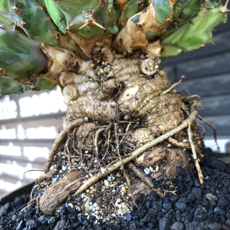 euphorbia tortirama（XL size）※現地球株発根済（店主所有株）※この上なき極太株&葉もスクリューし躍動感半端なき大株※mad brown marble bowl pot植え