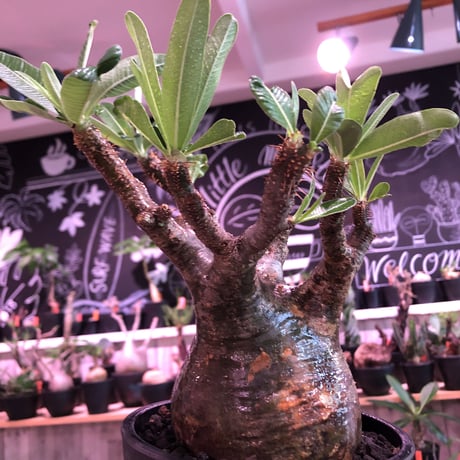 packypodium  gracilius《L size》※現地球発根済株※店主国内管理6年株※ロゼット完成のwild株‼︎特化した表皮カラーが渋くぼってり株元※mad black pot植え