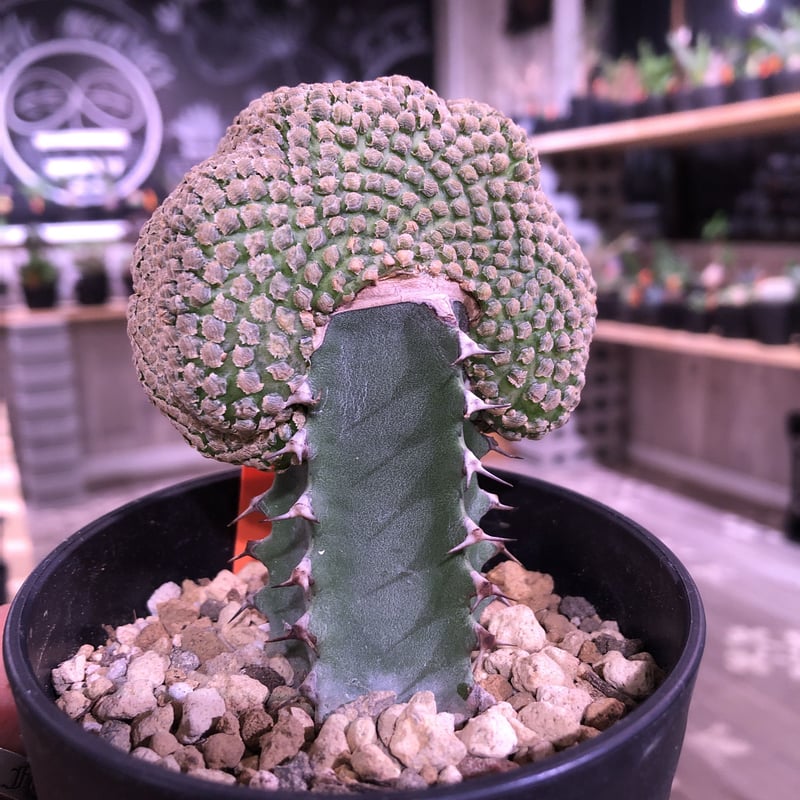 euphorbia piscidermis《綴化接木》希少株 かなりマニアの中では人