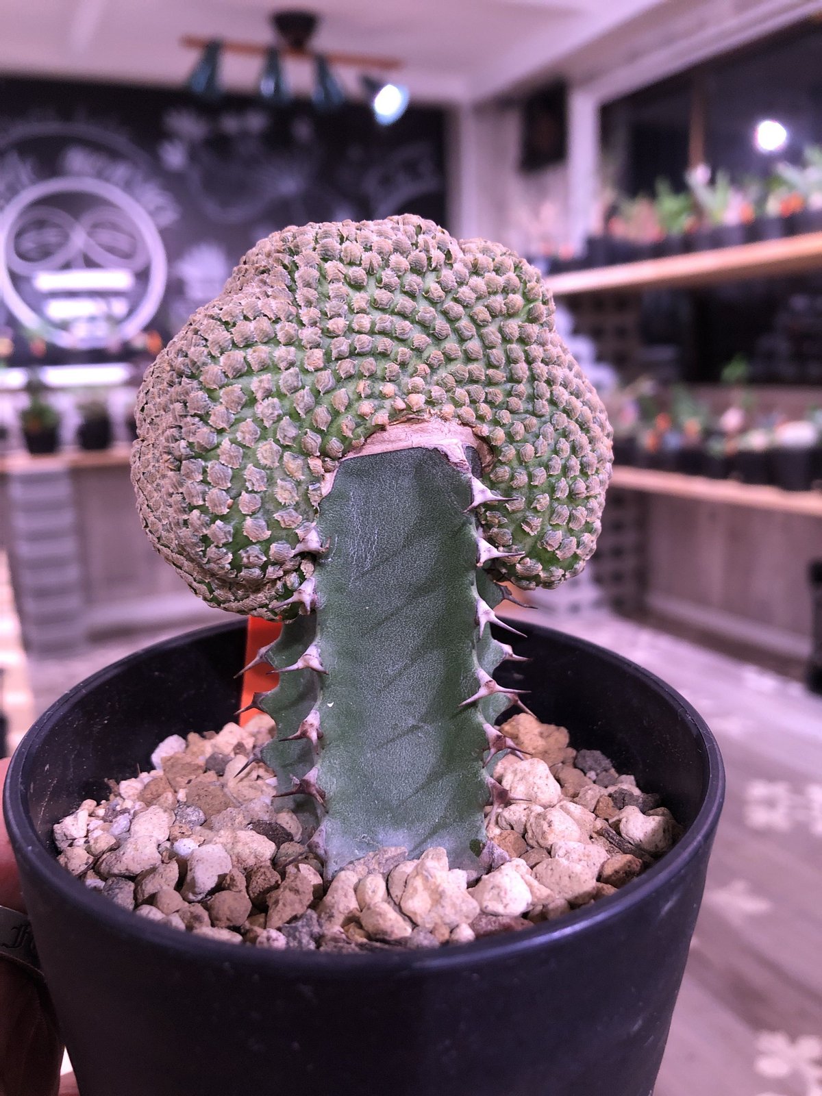 【珍品】ユーフォルビア ピスキデルミス綴化 サボテン 多肉植物 コーデックス 珍品】ユーフォルビア ピスキデルミス綴化 サボテン 多肉植物