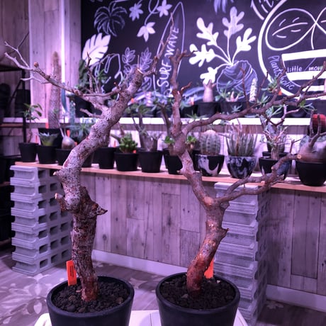 commiphora   monstrosa《 M  size》現地球発根済み株！剪定済み‼︎※丁度良いサイズ感のbalance良きモンスト‼︎※mad black pot植え※限定2株‼︎