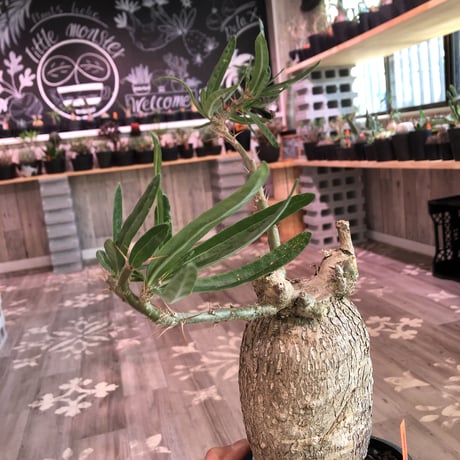 packypodium  bispinosum《L  size》現地球  発根済み株  ※店主管理国内６年株‼︎ ※mad  black  pot植え