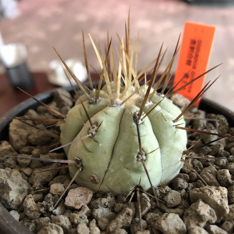 copiapoa cinerea 長刺白棘黒王丸《小さめM size》希少※現地球株カキ