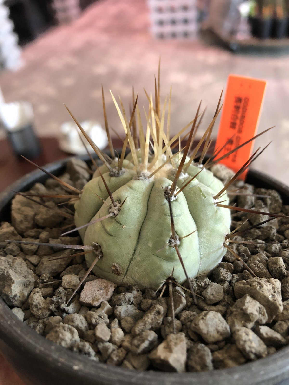 copiapoa cinerea 長刺白棘黒王丸《小さめM size》希少※現地球株カキ